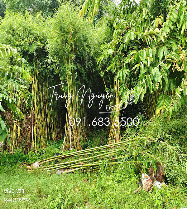 Cây Trẻ Tầm Vông