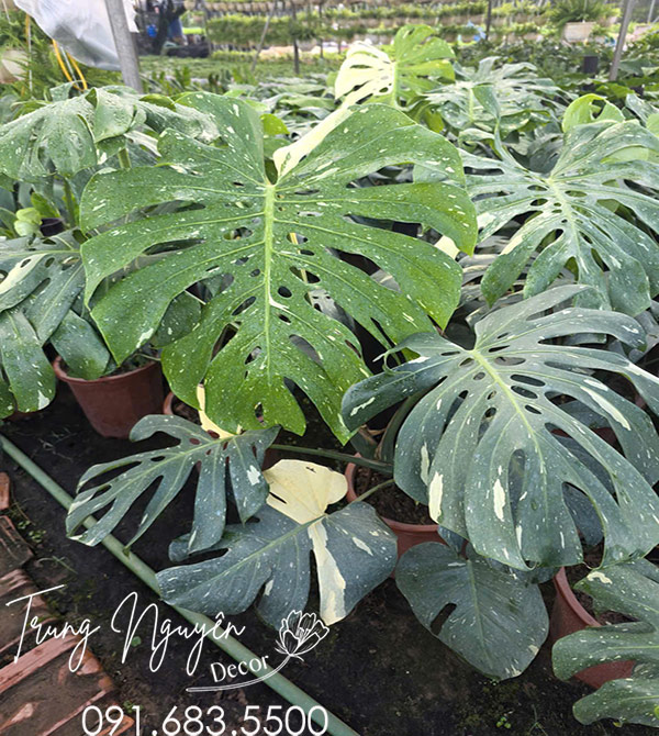 Cây Trầu Bà Montera Vân Lá Đốm